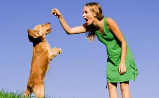 Doggy Dans Online Dog Trainer Review