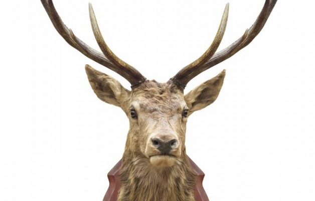 Deer Hunter Secrets Exposed eBook Review