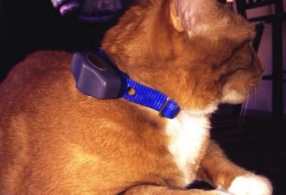 Cat Training Shock Collar