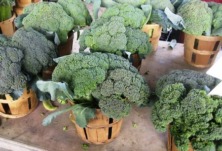 Growing Broccoli Indoors
