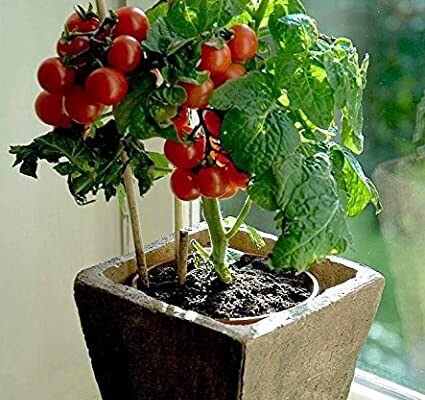 Growing Tomato Plants Indoors