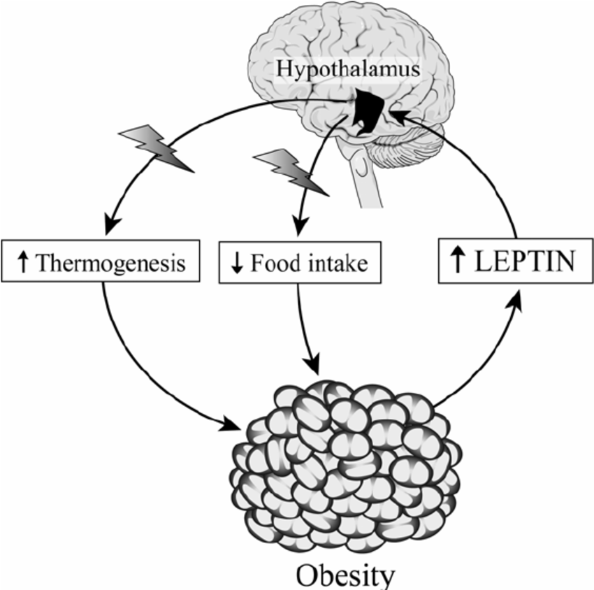 the genetic link between Leptin Resistance and Obesity