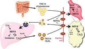 Obesity and Lipid Metabolism