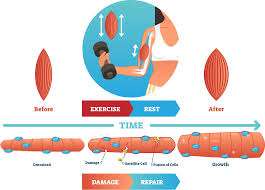 Hypertrophy for Muscle Growth