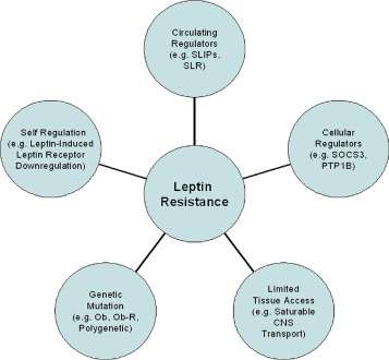 Causes and Symptoms of Leptin Resistance