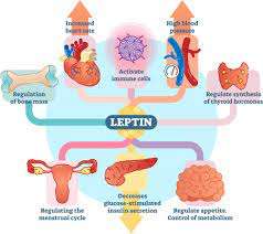 Role of Leptin in Obesity