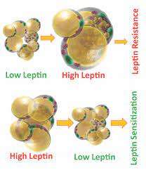 Impact of Low Leptin Levels on Obesity