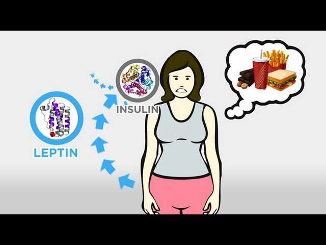 Can Leptin Resistance Be Reversed