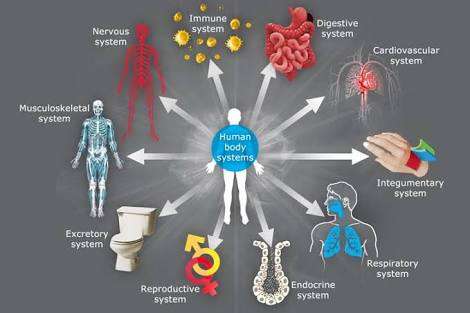 Role of Metabolism in Obesity Treatment