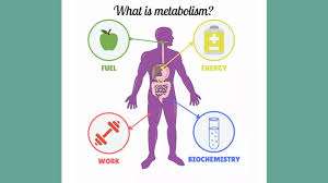 Metabolic Obesity and Calorie Control