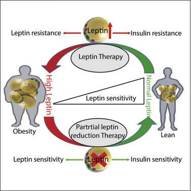 Effective Strategies to Manage Leptin Resistance