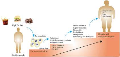 How Obesity Causes Lipid Imbalance