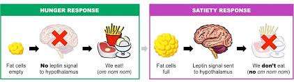 fix leptin resistance by reducing body weight