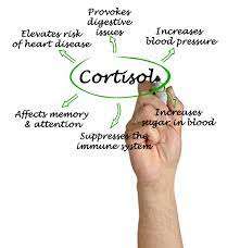 The Science Behind Cortisol and Weight Gain