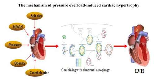 Can Cardiac Overload be Reversed