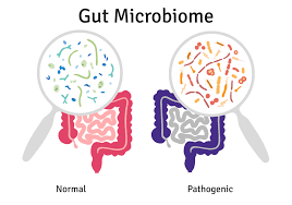 The Role of Gut Microbes in Digestion and Metabolism