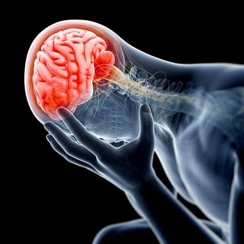 How Obesity Accelerates Cognitive Decline