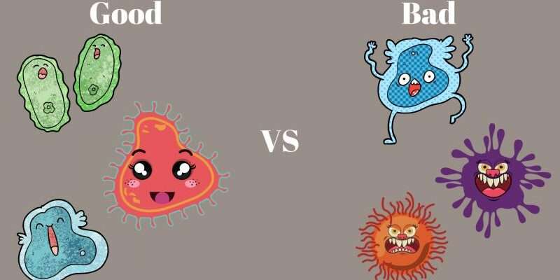 How Gut Bacteria Impact Body Weight