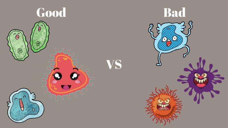 How Gut Bacteria Impact Body Weight