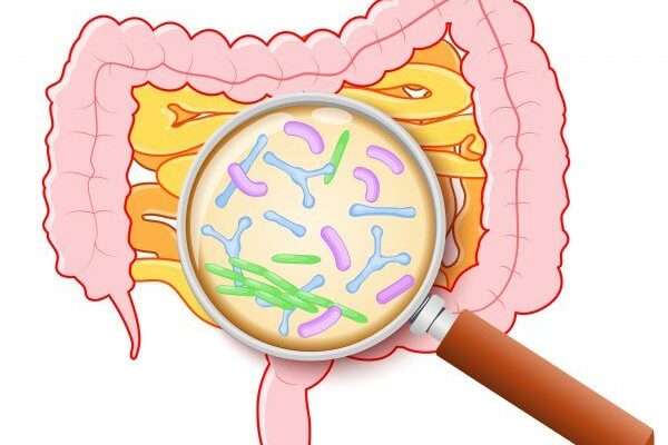 How Obesity Alters Gut Microbial Diversity