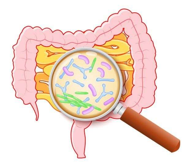 How Obesity Alters Gut Microbial Diversity