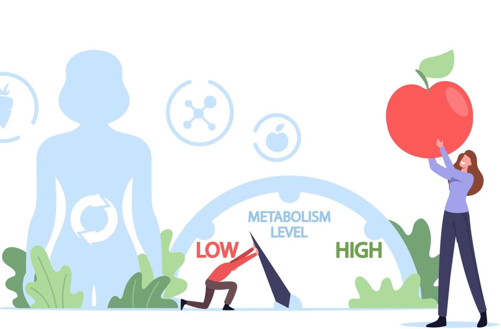 Why Metabolism Slows Down During Calorie Restriction