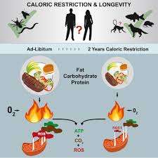 Calorie Restriction and Metabolic Syndrome