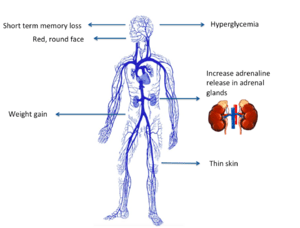 How Chronic Elevated Cortisol Levels Promote Fat Accumulation in Cushing’s Syndrome