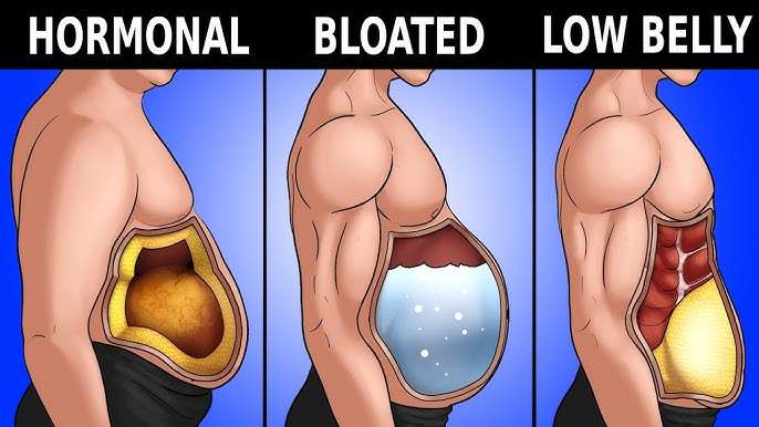 How Abdominal Fat Contributes to Insulin Resistance