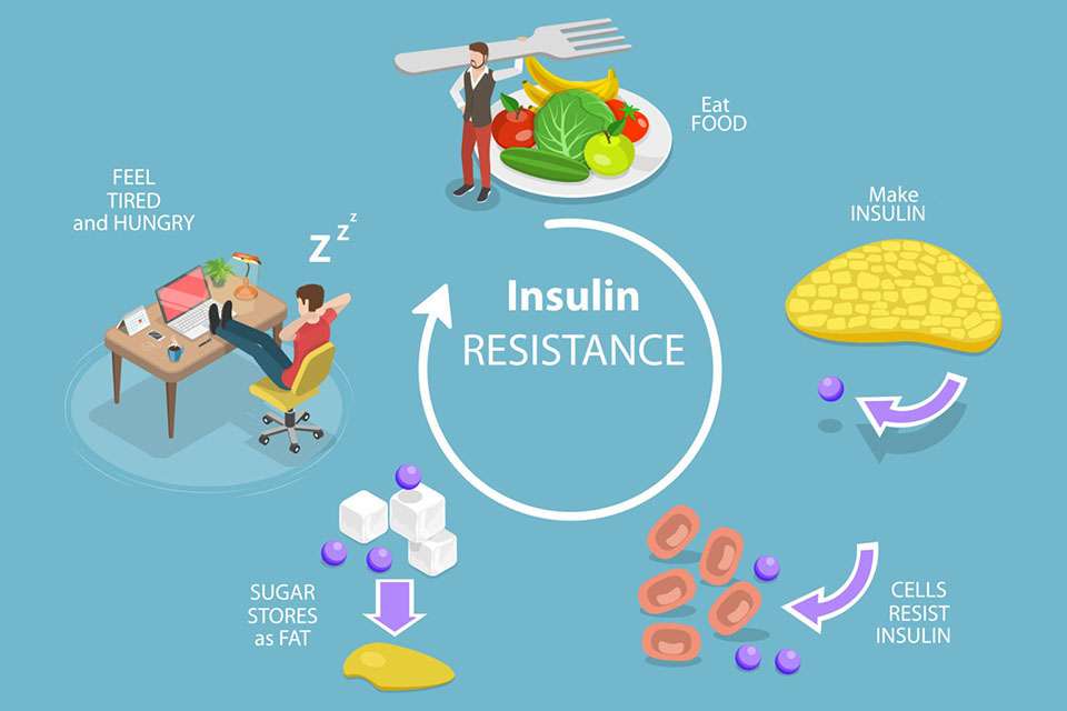 How Insulin Resistance Increases Fat Storage