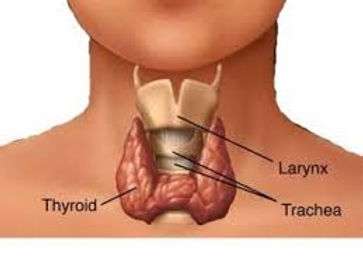 How Thyroid Hormone Regulates Fat Storage