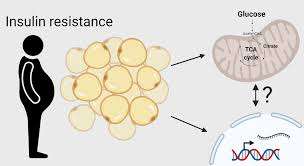 Systemic Impacts of Abdominal Fat-Induced Insulin Resistance