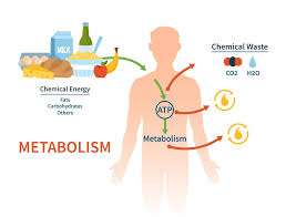 what is metabolic rate