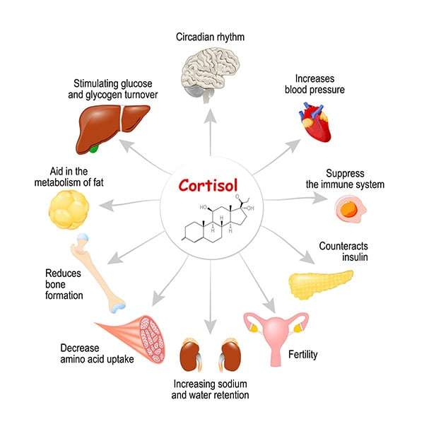 what is Cortisol Induced Fat Accumulation