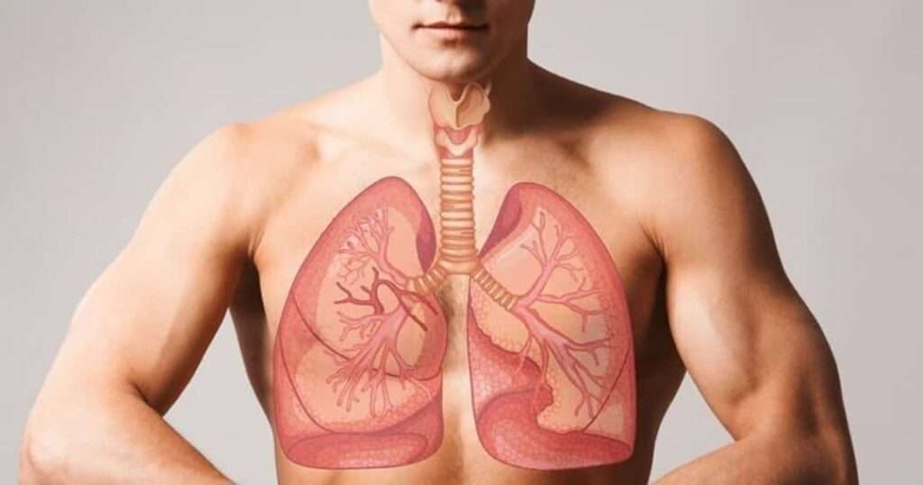 How Excess Fat Restricts Diaphragm Movement