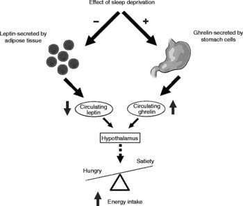 facts on Sleep Deprivation and Ghrelin Leptin Imbalance