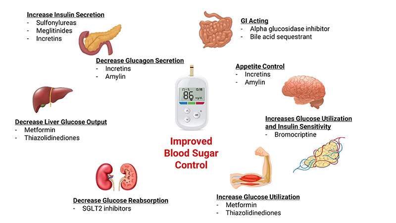 How Obesity Disrupts Glucose Metabolism