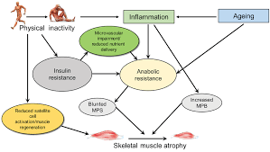 how muscle inactivity leads to fat gain and muscle loss